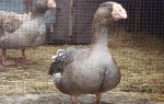 Тульский гусь на сайте деревушка.бел .jpeg